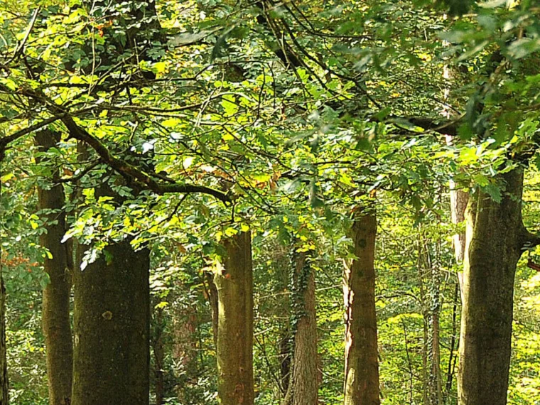 Bos met hoge loofbomen en zonlicht dat door het groene bladerdak valt